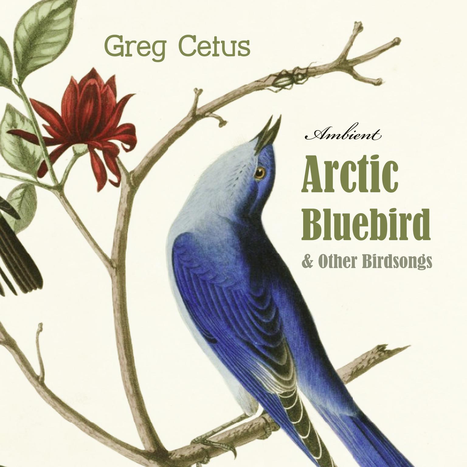 Arctic Bluebird and Other Birdsongs: Ambient Soundscape for Meditation Audiobook, by Greg Cetus