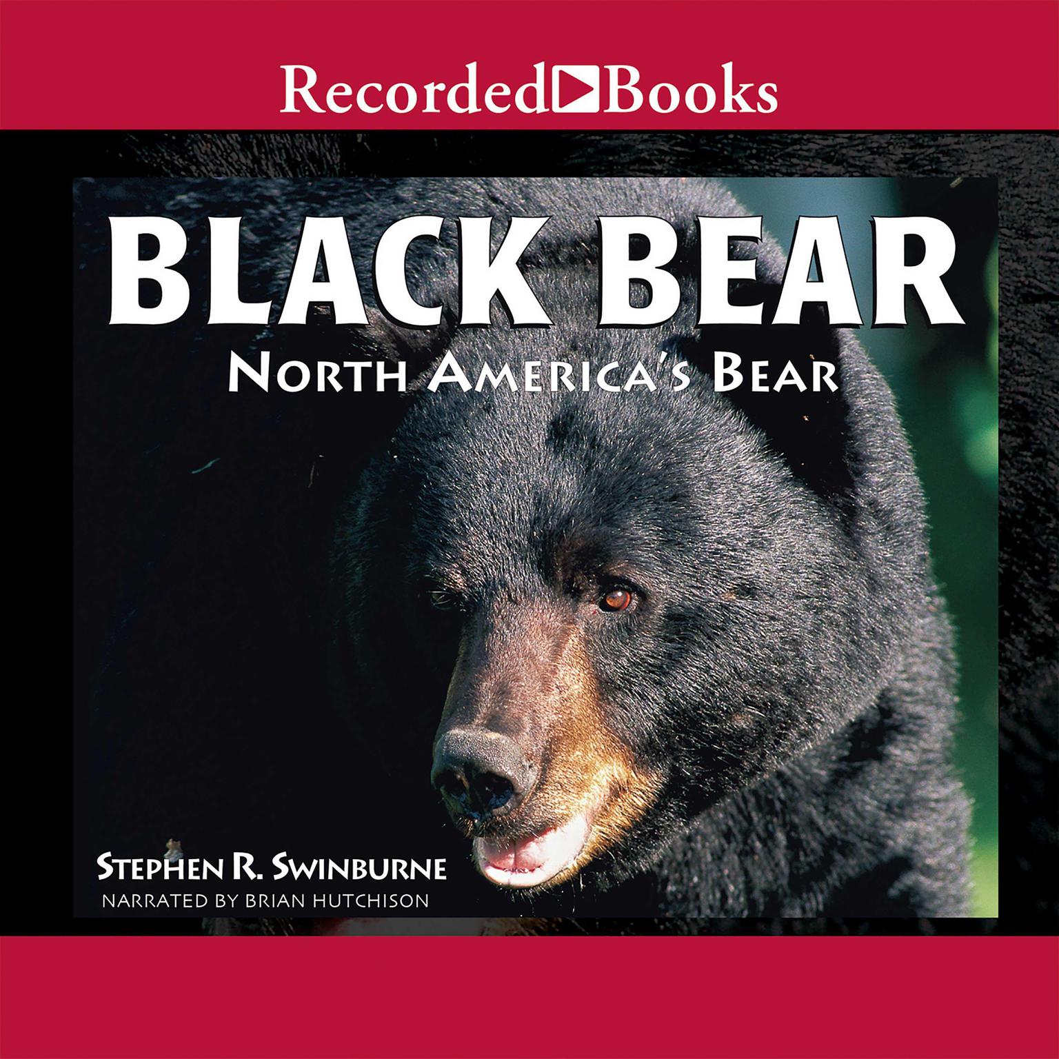 Black Bear: North Americas Bear Audiobook, by Stephen R. Swinburne