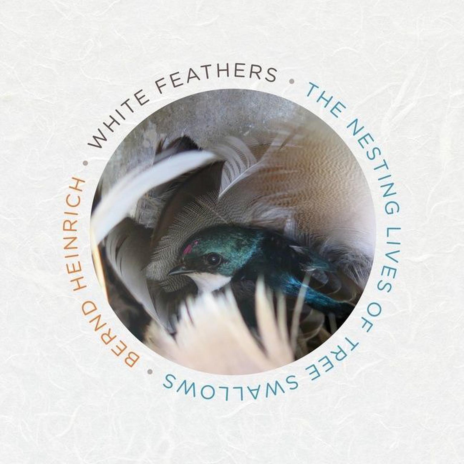 White Feathers: The Nesting Lives of Tree Swallows Audiobook, by Bernd Heinrich