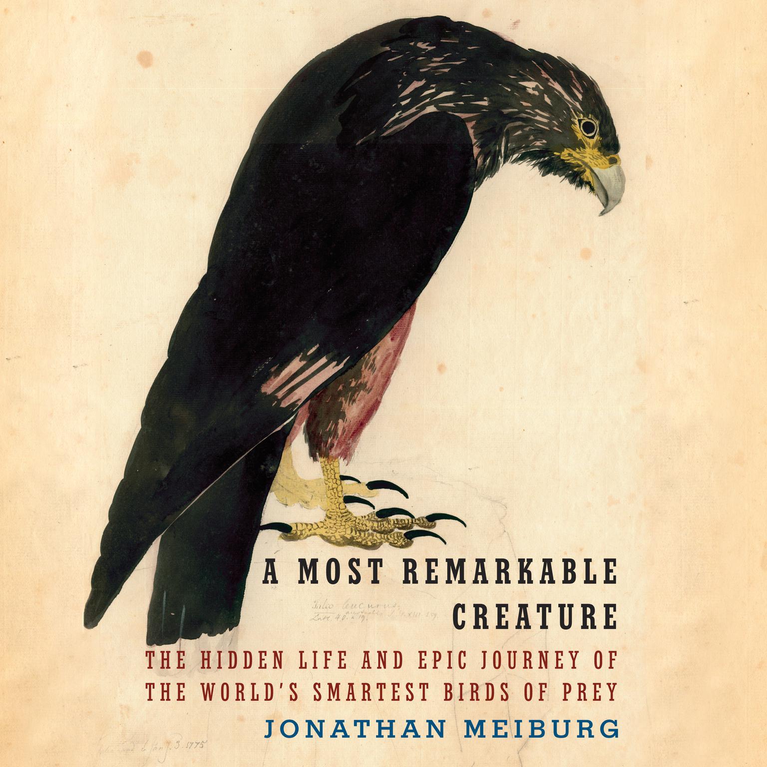 A Most Remarkable Creature: The Hidden Life and Epic Journey of the Worlds Smartest Birds of Prey Audiobook, by Jonathan Meiburg