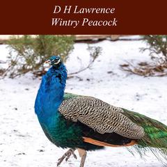 Wintry Peacock Audiobook, by D. H. Lawrence